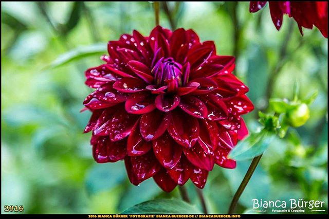 A close-up shows a vibrant burgundy dahlia with water droplets, set against a blurred green background.