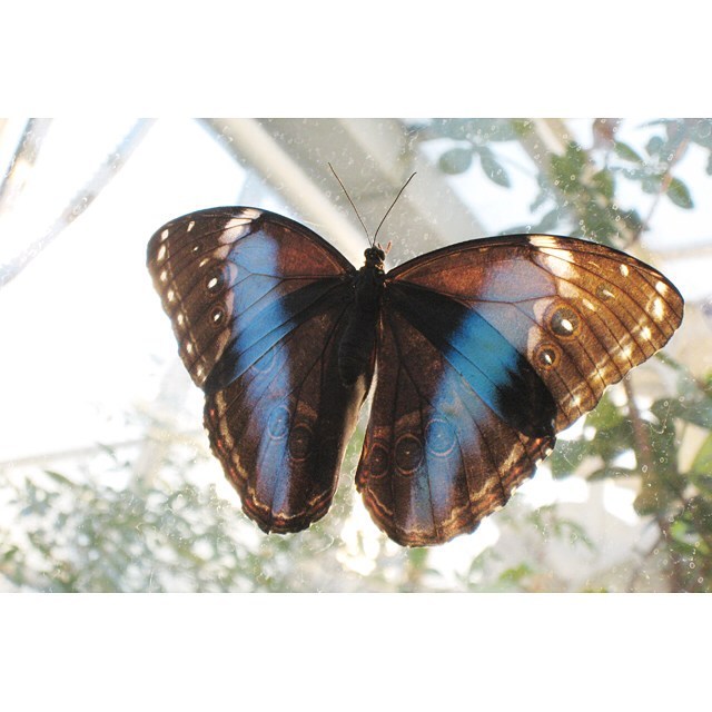 A blue morpho butterfly with spread wings sits on a transparent surface. 