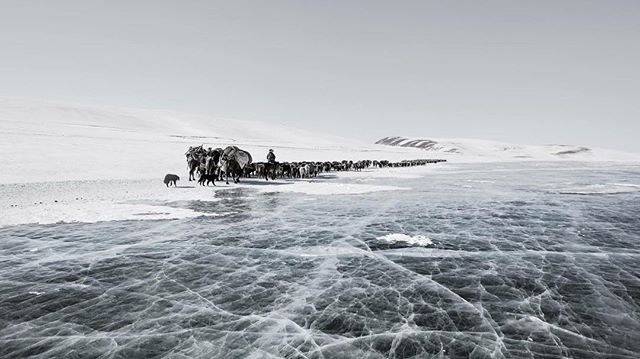A black and white landscape shows a herd of animals migrating across a cracked, icy expanse in a remote winter setting.