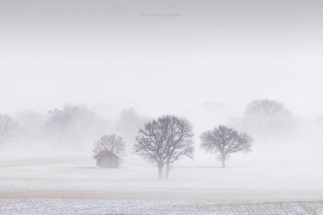 A serene, foggy winter landscape featuring trees and a small cabin, evoking a sense of tranquility and quiet beauty.