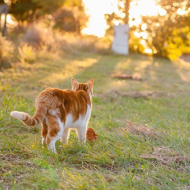 An orange and white cat stands in a grassy field looking towards the sunlit distance.