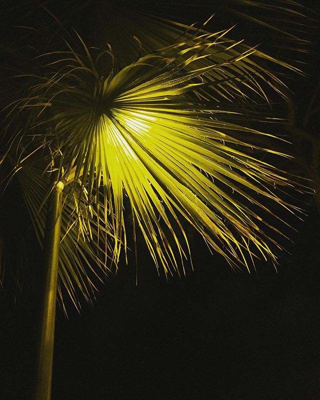 Abstract low-angle shot of a glowing palm tree at night, creating a dreamy and tranquil ambiance.