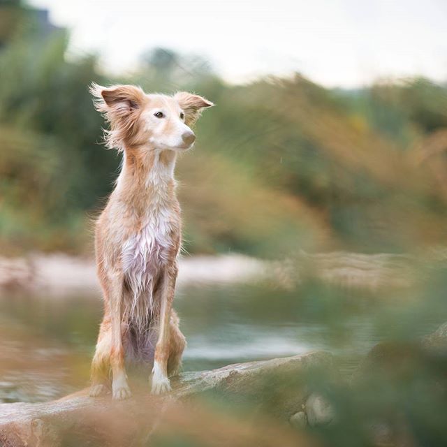 A serene saluki dog sits on a rock amidst a soft, blurred river scene on a calm day.