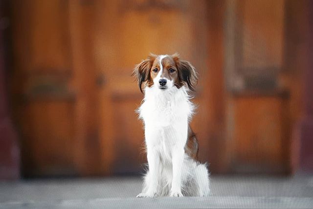 A koolie dog sits patiently in front of a wooden door. The soft lighting and shallow depth of field create a calm atmosphere.