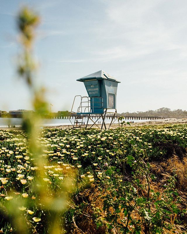 A lifeguard tower stands on a beach covered in yellow flowers, with a pier in the background under a clear sky.