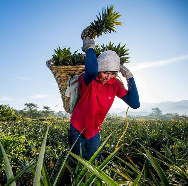 A farmer harvests pineapples in a field, carrying a basket full of the fruit on his back.