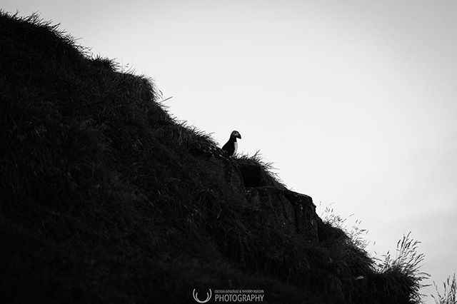A solitary puffin perched on a grassy cliffside enjoys a moment of solitude in a black and white landscape.