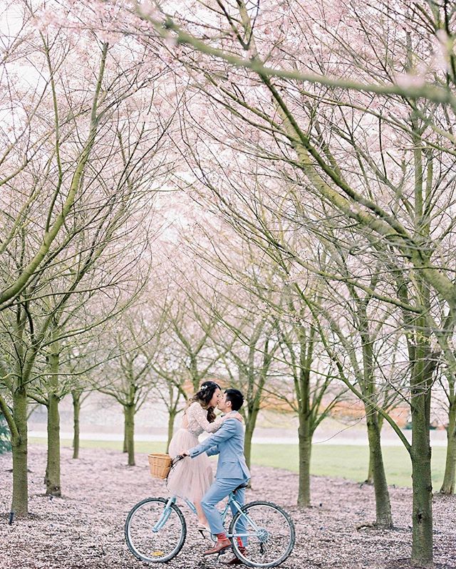 A couple kisses on a bicycle beneath cherry blossom trees in a romantic outdoor scene.