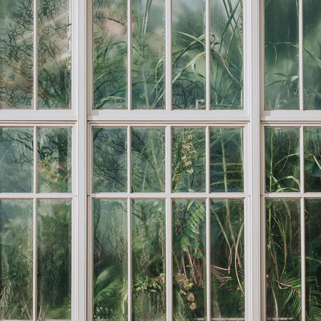 Plants are seen through a patterned window, creating a calm and atmospheric effect in this greenhouse scene.