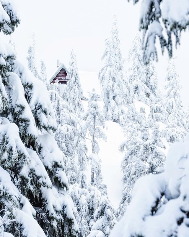 A snowy winter forest scene features a small red cabin nestled among snow-covered trees, evoking a sense of tranquility.