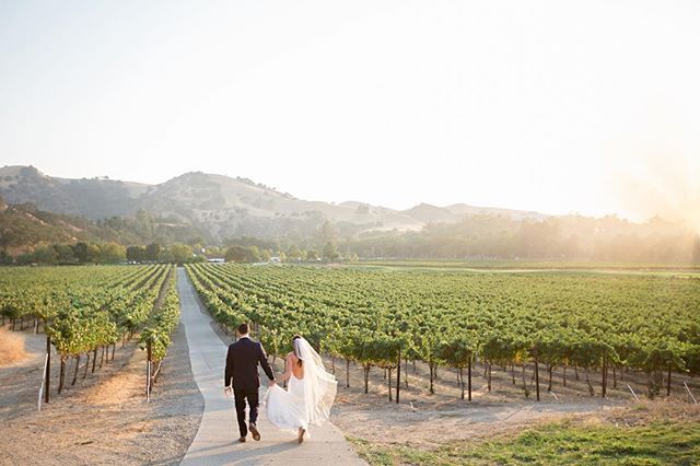 A bride and groom walk hand in hand through a vineyard, mountains in the background.