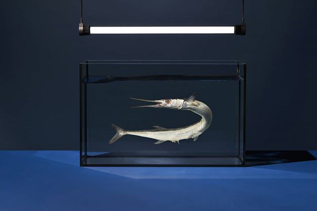A long-nosed garfish floats in a sleek aquarium under a bright light, set against a dark blue background.
