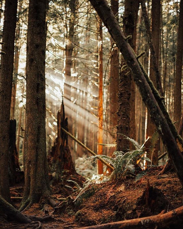 Sunlight streams through a dense forest, illuminating ferns and tree trunks in a tranquil scene.