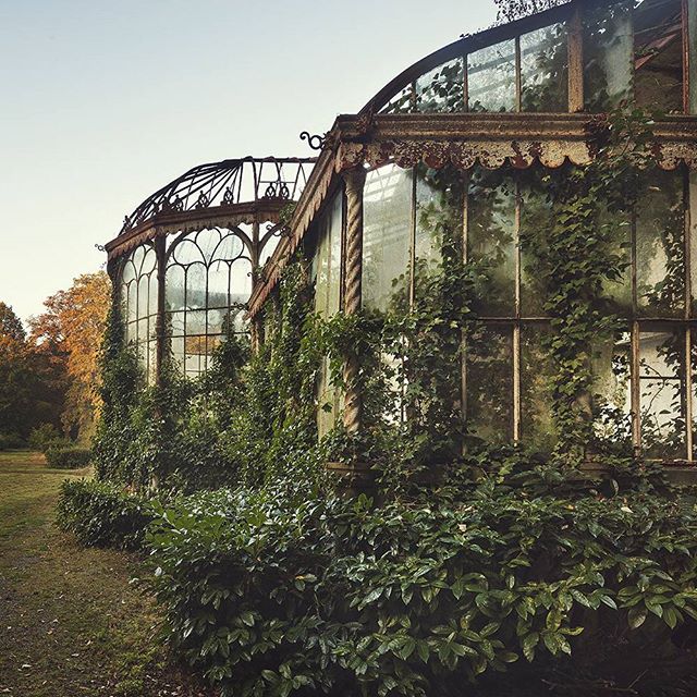 An old, ivy-covered greenhouse with a rustic, vintage style and serene atmosphere.