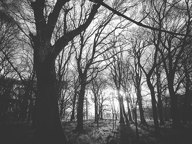 A black and white scene of trees silhouetted against the sky in a peaceful woodland setting with soft sunlight.