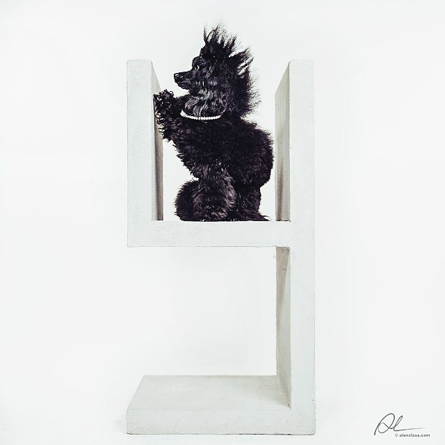 A black poodle wearing a pearl necklace stands on a modern white display stand in a studio setting.