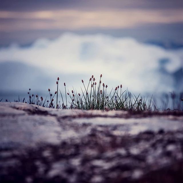 A tranquil landscape image featuring grass and plants against a blurred, dreamy background. Perfect for nature and wellness themes.