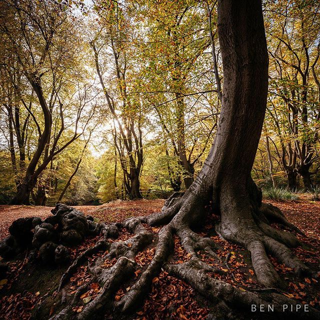 A large tree with exposed roots sits amid a forest floor covered in fallen leaves during autumn.