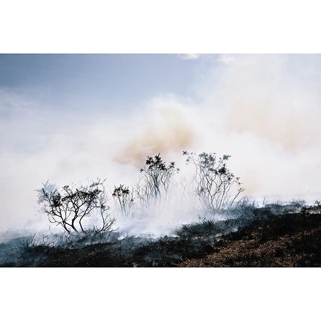 A landscape scene features trees and shrubs enveloped in smoke under a cloudy sky, creating a mysterious and intense atmosphere.