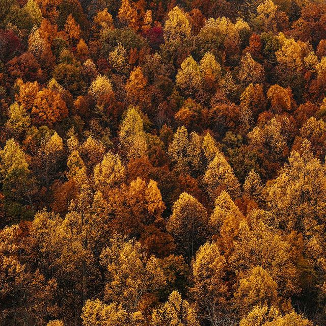 An aerial view of a vibrant forest in full autumn colors, showcasing the beauty of nature's fall foliage.