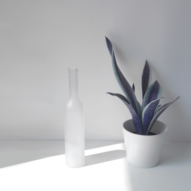 Minimalist image of a frosted bottle and snake plant in a white pot on a bright surface.