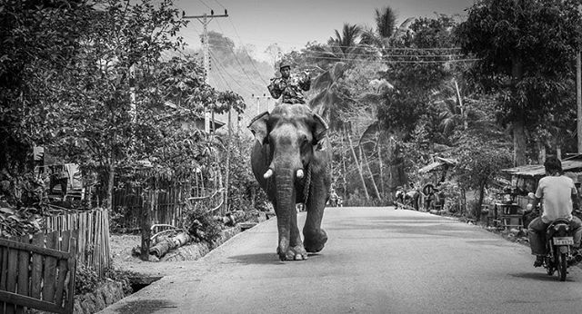 A man rides an elephant down a village road, with a motorcyclist following behind in this black and white image.