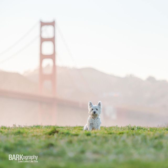 A West Highland Terrier sits on green grass with the Golden Gate Bridge in the background.