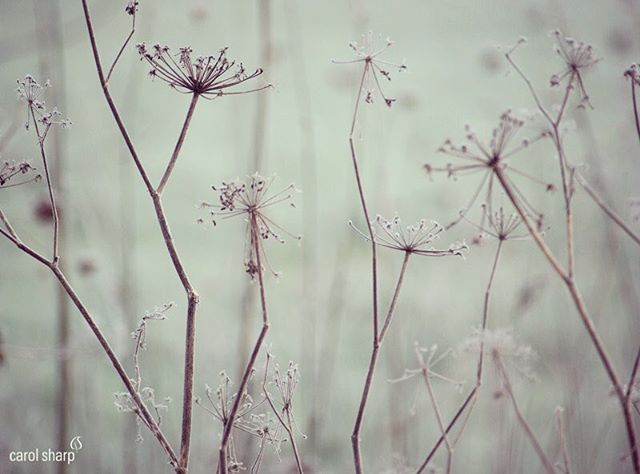 Delicate, dried wildflowers with seeds stand against a soft, muted background in a peaceful outdoor scene.