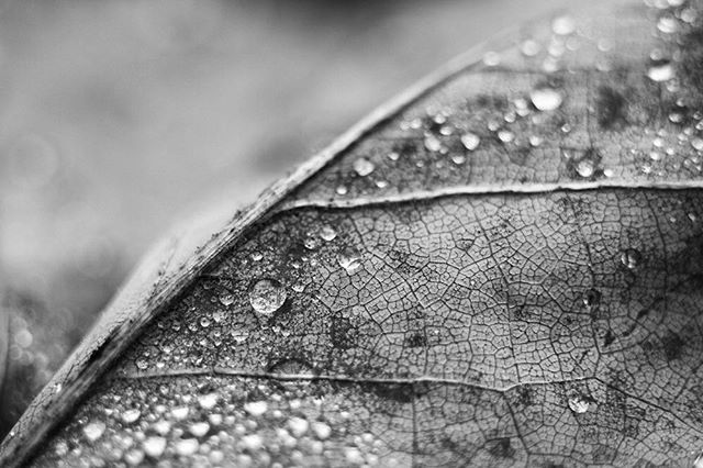 A close-up black and white image showcases water droplets on a textured leaf, highlighting nature's intricate details.