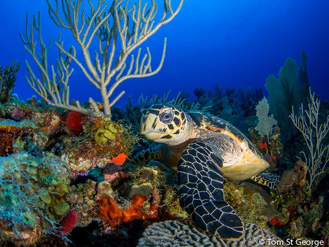 A sea turtle rests amongst vibrant coral and plants in its ocean habitat. 