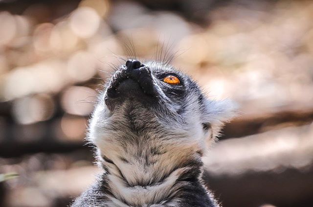 A lemur gazes upwards with its bright orange eyes, captured in a close-up shot with a blurred background.