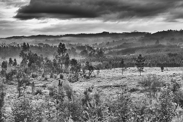 A black and white landscape of a forest with fog and hills under a cloudy sky. Ideal for nature and travel themes.