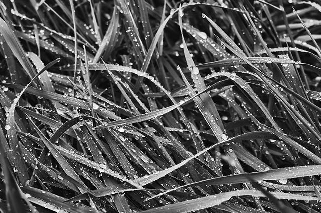 Black and white close-up of dew drops on grass, creating a serene and tranquil nature scene.