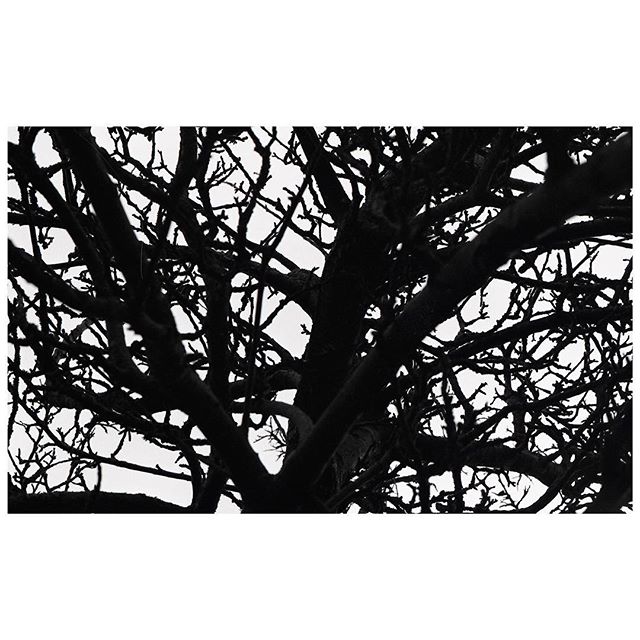 A silhouetted tree with bare branches creates an abstract monochrome nature background.