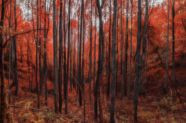 A scenic view of a forest with trees turning red and orange during the autumn season.