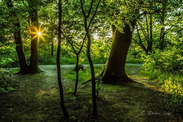 Sunlight streams through trees along a forest path, creating a tranquil and inviting scene.