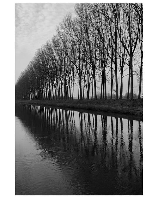 A tranquil monochrome scene of bare trees reflected in a calm canal, evoking serenity and natural beauty.