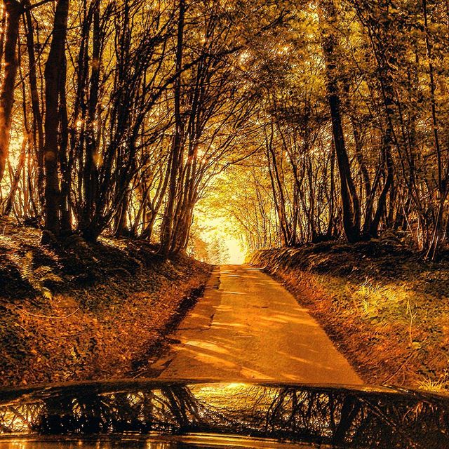 A sunlit road leads through a tunnel of trees, casting golden shadows in a tranquil forest landscape.