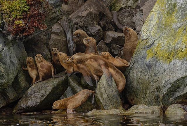 A group of sea lions rest on a rocky coast near the water's edge in their natural habitat.