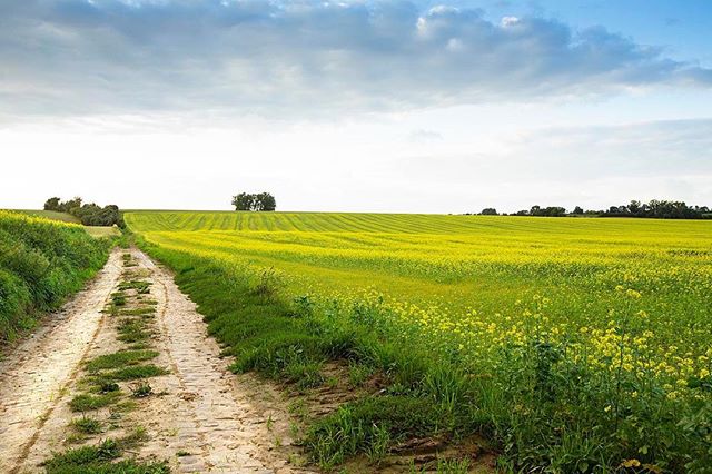 A serene countryside vista featuring a dirt road leading through a vibrant yellow field under a partly cloudy sky.