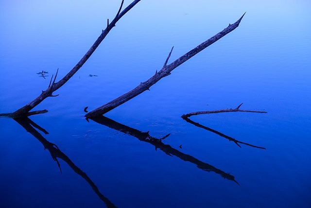Branches reflected in a calm, blue lake, creating a serene and minimalist nature scene.