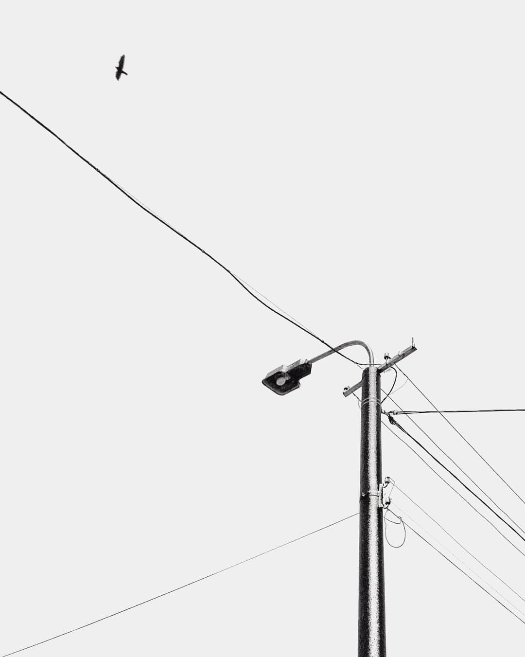 A black and white image of a bird flying above a telephone pole with power lines against a bright sky.