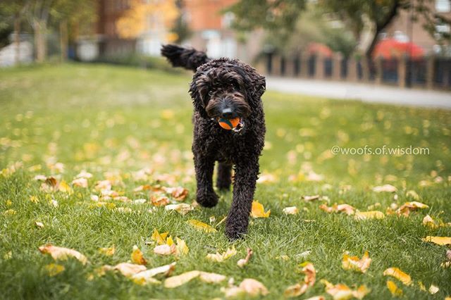 A happy dog runs through the park with a ball in its mouth on a sunny day.
