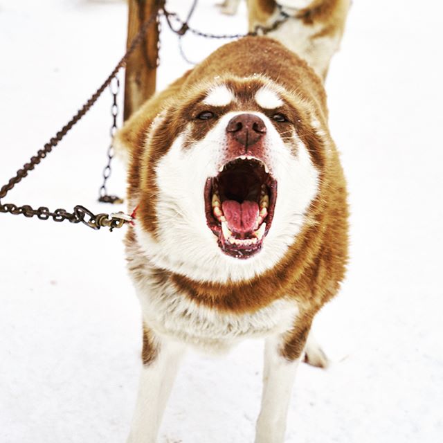 A close-up of a brown and white husky barking in the snow.