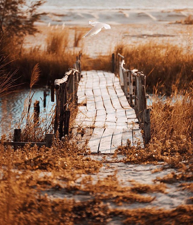 A serene view of a wooden bridge leading to the beach with a seagull flying overhead in warm tones.