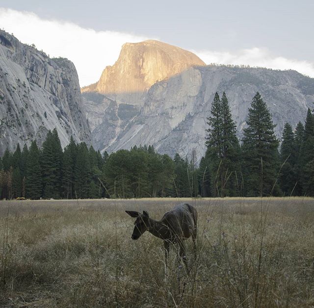 A deer grazes in a field against the backdrop of Half Dome in Yosemite National Park.