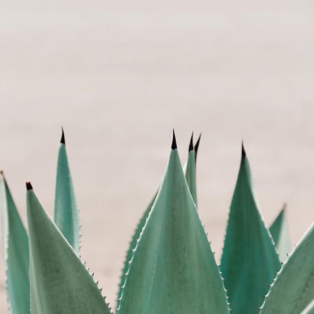 A close up of succulent agave plant spikes against a neutral background. The image is serene and minimalist.