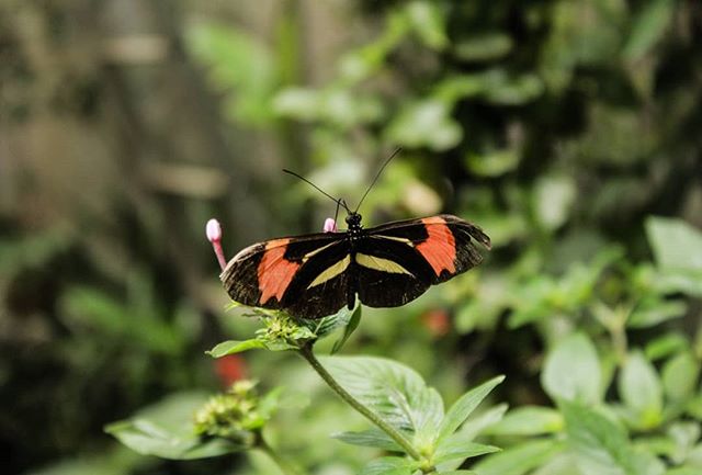 A vibrant butterfly with orange and black wings rests delicately on a flower in a lush green garden.
