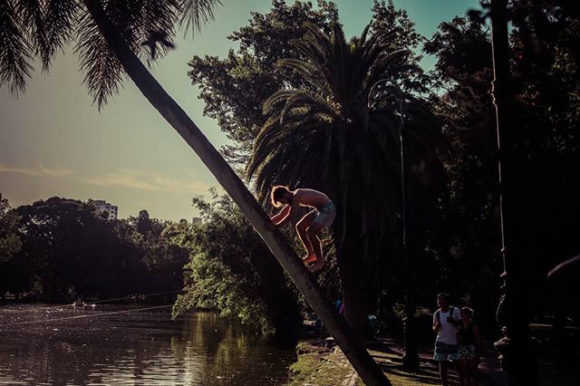 A young boy climbs a leaning palm tree by a lake in a sunny park setting.