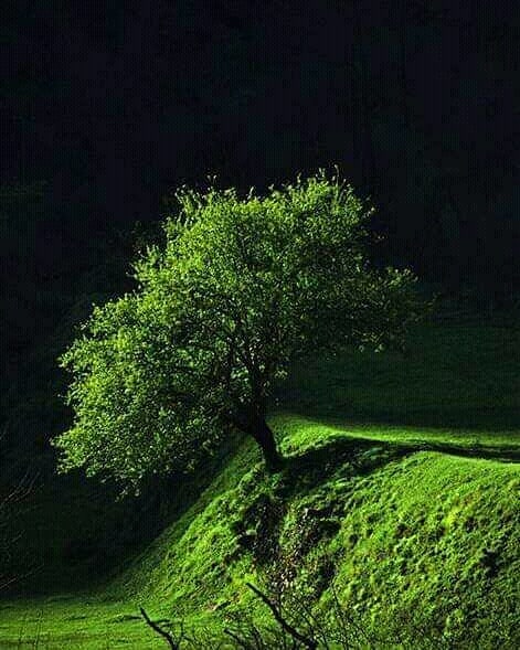A vibrant green tree stands on a lush hillside, casting a soft shadow in a serene natural landscape.
